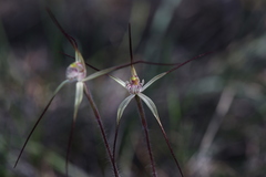 Caladenia dimidia