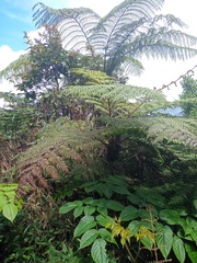 Alsophila polycarpa