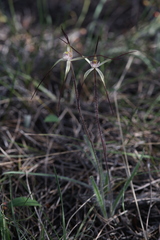 Caladenia dimidia