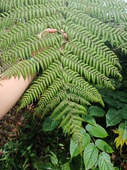 Alsophila polycarpa