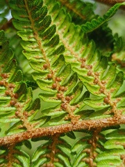 Alsophila polycarpa