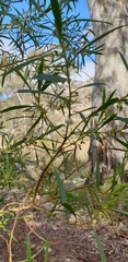 Myoporum montanum