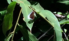 Tanaecia godartii asoka