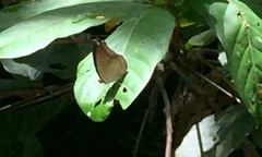 Tanaecia godartii asoka