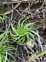 Fimbristylis insignis