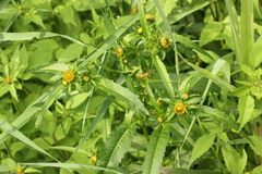 Bidens cernua