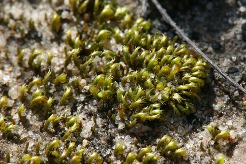 Image of Eccremidium arcuatum by (c) Hugo Innes, some rights reserved (CC BY)