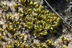 Eccremidium arcuatum