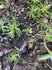 Fimbristylis insignis