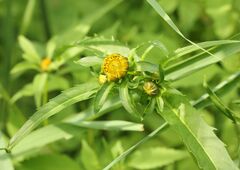 Bidens cernua