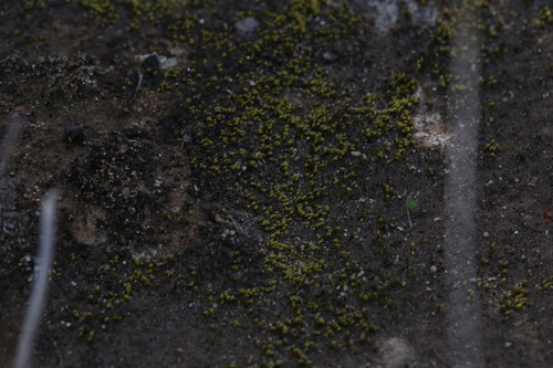 Image of Eccremidium arcuatum by (c) Hugo Innes, some rights reserved (CC BY)