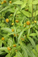 Bidens cernua