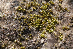 Eccremidium arcuatum