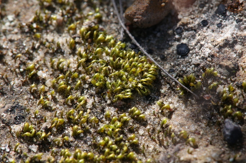 Image of Eccremidium arcuatum by (c) Hugo Innes, some rights reserved (CC BY)