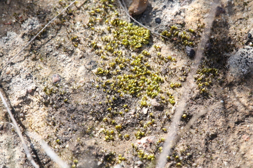 Image of Eccremidium arcuatum by (c) Hugo Innes, some rights reserved (CC BY)