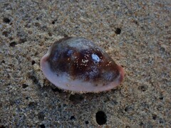 Erronea subviridis