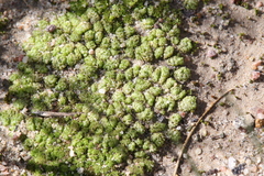 Fossombronia intestinalis