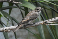 Muscicapa striata