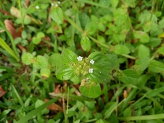 Spermacoce alata