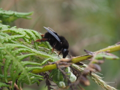 Bombus rufipes