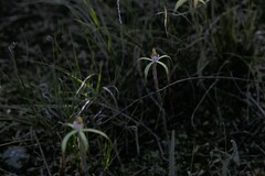 Caladenia dimidia