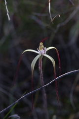 Caladenia dimidia
