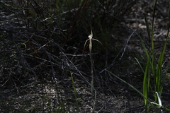Caladenia dimidia