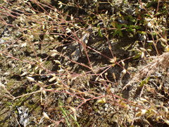 Cerastium holosteoides