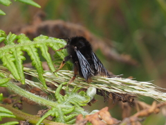 Bombus rufipes
