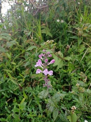 Scutellaria discolor