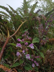 Scutellaria discolor