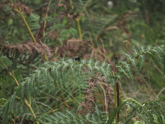 Bombus rufipes
