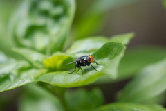 Amenia chrysame