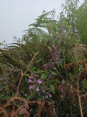 Scutellaria discolor