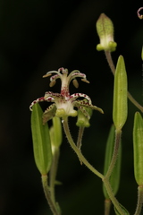 Tricyrtis maculata