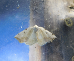 Eilicrinia trinotata