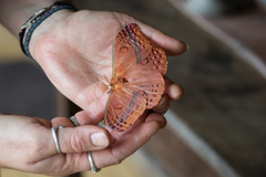 Opodiphthera loranthi