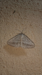 Acanthovalva