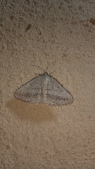 Acanthovalva