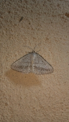 Acanthovalva