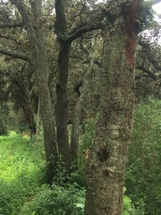 Sciurus aureogaster nigrescens