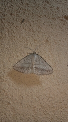 Acanthovalva