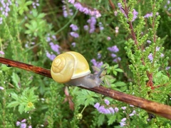 Cepaea hortensis