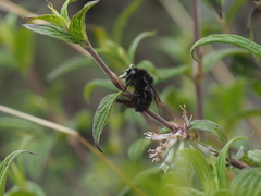 Bombus rufipes