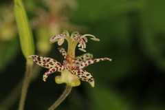Tricyrtis maculata