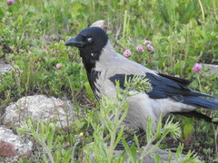 Corvus cornix