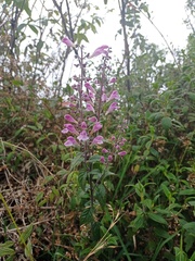Scutellaria discolor