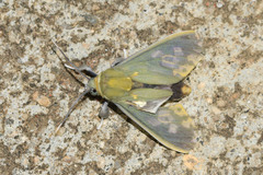 Castrica phalaenoides