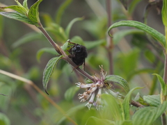 Bombus rufipes