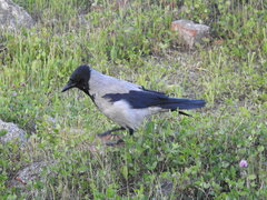 Corvus cornix